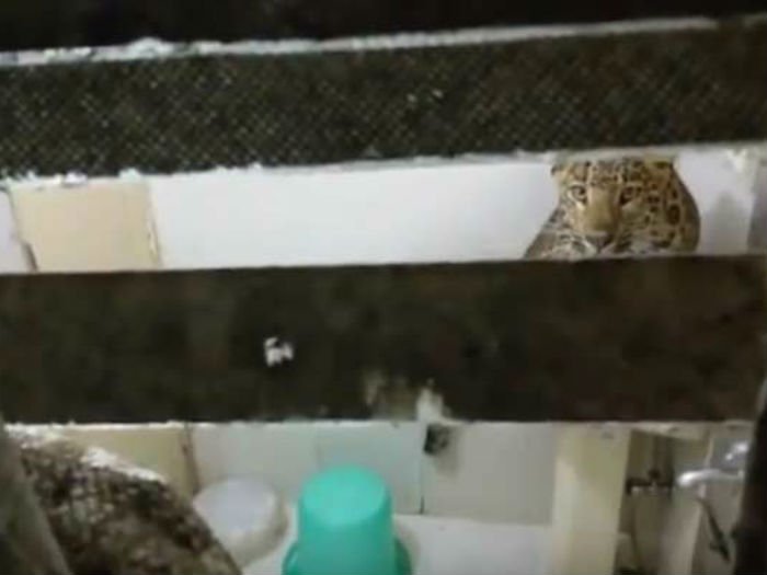 Knock! Knock! Who's There? Watch How Leopard Enters Hotel Room