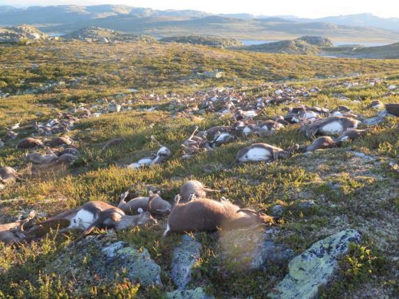 More than 300 reindeer killed by lightning in Norway