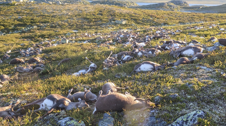 More than 300 reindeer killed by lightning storm in Norway