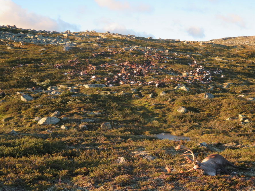 More than 300 reindeer killed by lightning storm in Norway