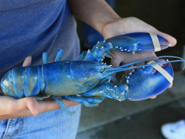 Blue Lobster Caught By Plymouth Fisherman Report