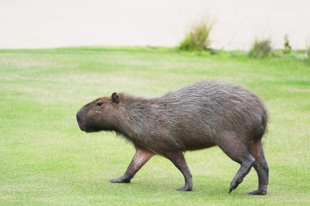 Capybara Olympics golf