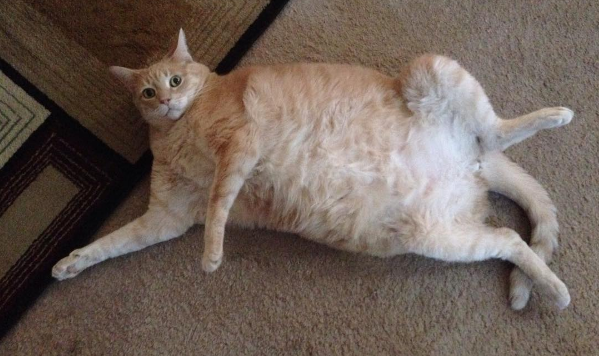 Matt Duffy says his fat cat isn’t going with him to Tampa because it’s too hot		Posted by	Harry Lyles Jr.