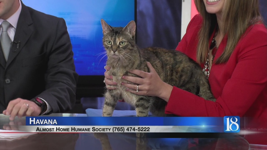 Meet Havana the Almost Home Humane Society's Pet of the Week for Friday Aug. 19 2016