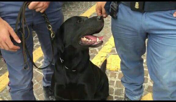 Meet the 4-legged heroes of Italy Black Labrador named Leo | Manila Bulletin