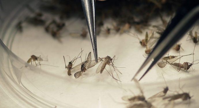 New Zika Virus Cases Reported In Florida