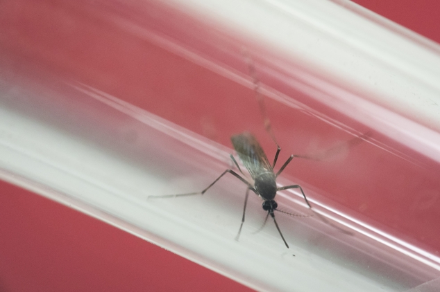 Aedes aegypti mosquito sits inside a glass tube at the Fiocruz institute where they have been screening for mosqu