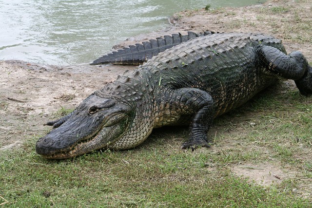 Alligator