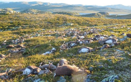 More than 300 reindeer killed by lightning in Norway