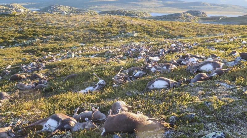 More than 300 wild reindeer were killed by lighting in Hardangervidda central Norway on Friday