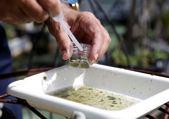 Evaristo Miqueli a natural resources officer with Broward County Mosquito Control takes water samples decanted from a watering jug checking for the presence of mosquito larvae in Pembroke Pines Fla. T