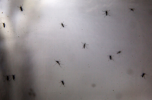 World's Largest Mosquito Factory Aims To Prevent Zika