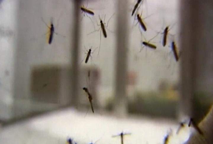 Mosquitoes caught in a net for testing