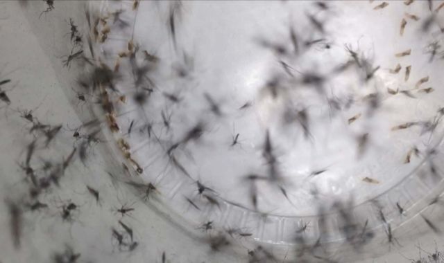 Homegrown Zika Cases Found In United States