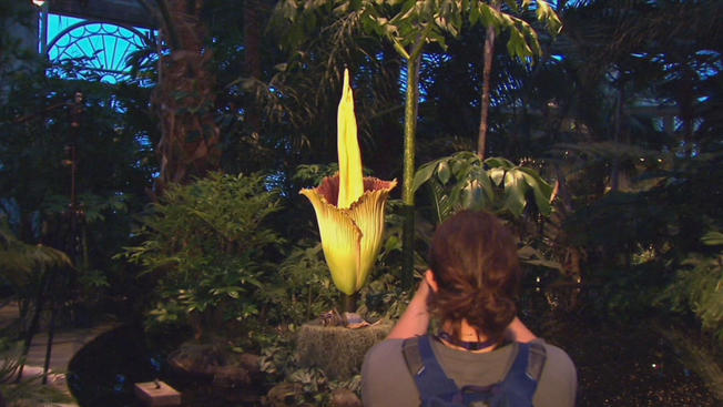 NBC 4 New York The corpse flower has attracted thousands of visitors