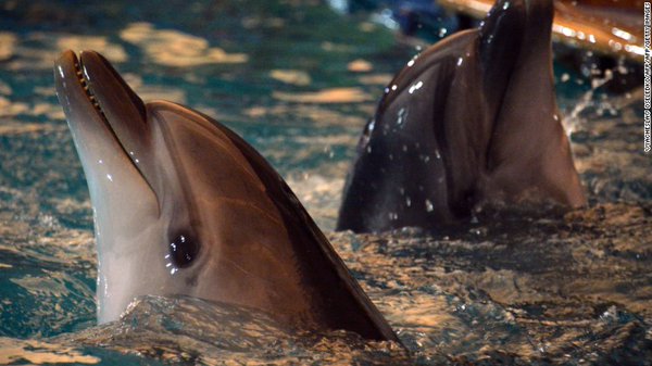 NOAA Fisheries propose ban on swimming with dolphins