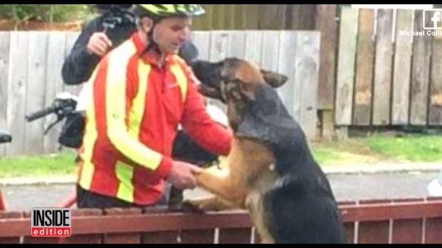 Postman stops every day to give a German Shepherd a CUDDLE