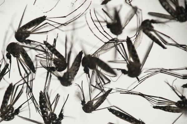 Carlos Varas a Miami Dade County mosquito control inspector attempts to kill mosquitos that may be in storm drains or other places where standing water leads to their breeding in the Miami Beach neighborhood as the county fights to control the virus