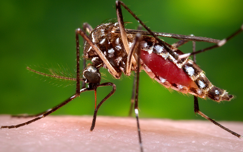 Commissioner Suarez: Miami working to fight Zika