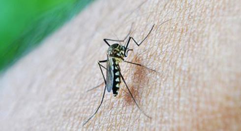 Zika case reported in Champaign County