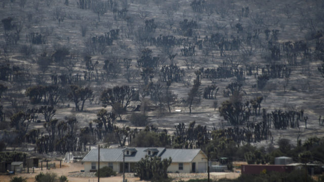 One home that survived the Blue Cut Fire is seen in the San Bernardino National Forest. REUTERS  Gene Blevins