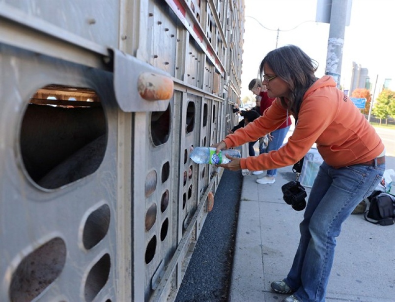 Pigs given water by animal activist still slaughtered, court hears