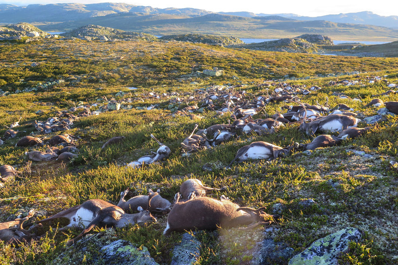 Norway lightning strike kills more than 300 reindeer