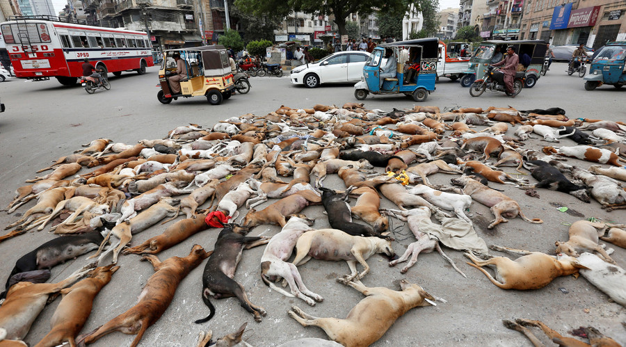 Over 700 stray dogs poisoned in Pakistani city of Karachi