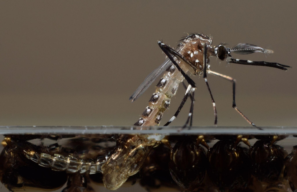 Mosquitoes In Florida Have Now Given 21 People Zika