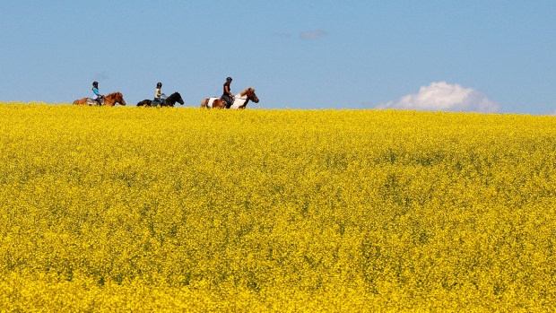 A canola field in Alberta