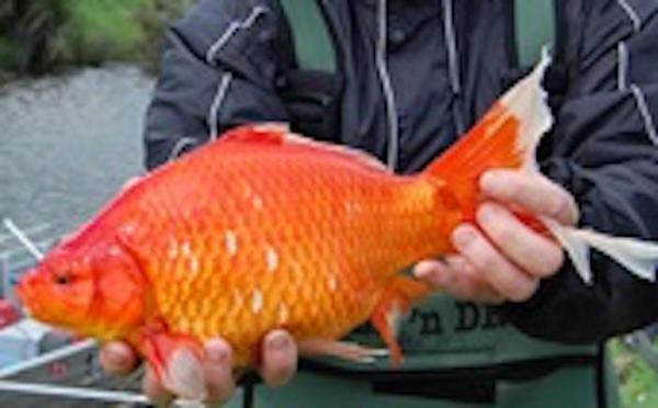 Giant goldfish roam Aussie rivers