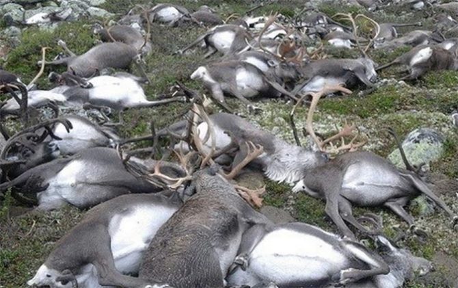 More than 300 reindeer killed by lightning in Norway