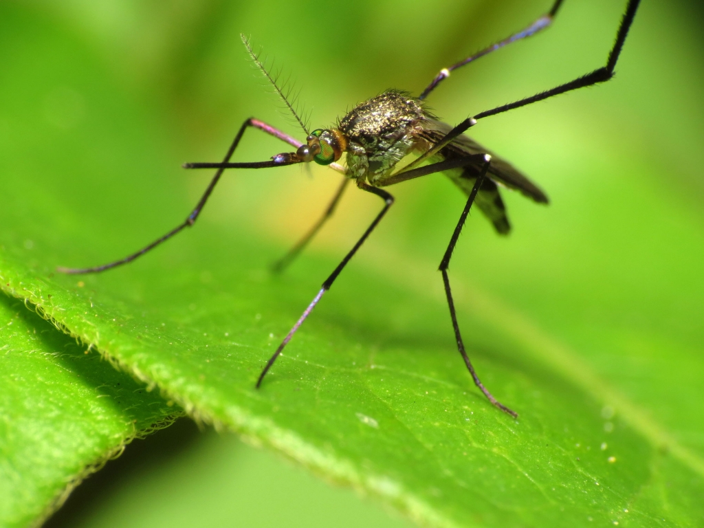 Woodland_Mosquito_7469978464