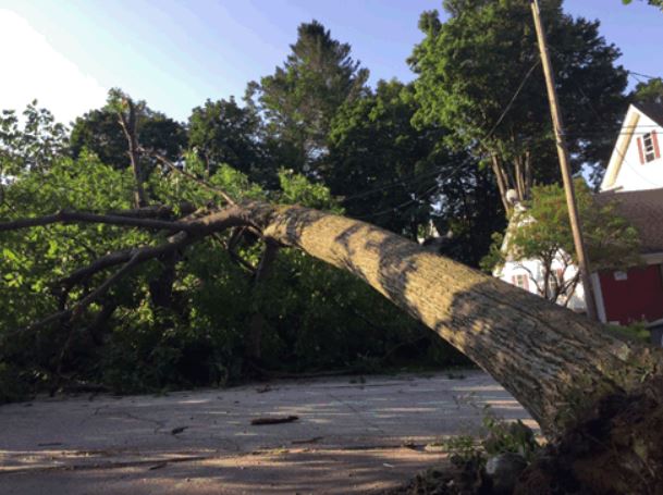 Massachusetts' Extreme Drought Is Bringing Down Trees