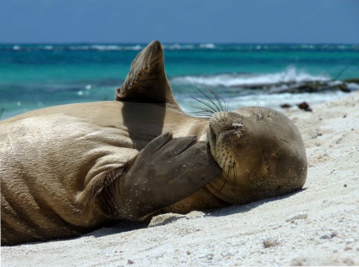 Obama To Quadruple Hawaii Monument, Creating World's Largest Protected Marine Area