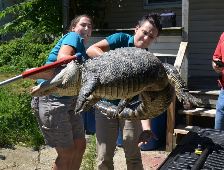 Staff from the Zoo at Forest Park in Springfield Mass. handle a 6-ft. long 150-lb. alligator found in the backyard in West Springfield Mass