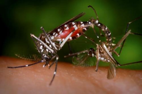 Millions of dollars coming to Carolinas and Georgia to combat Zika