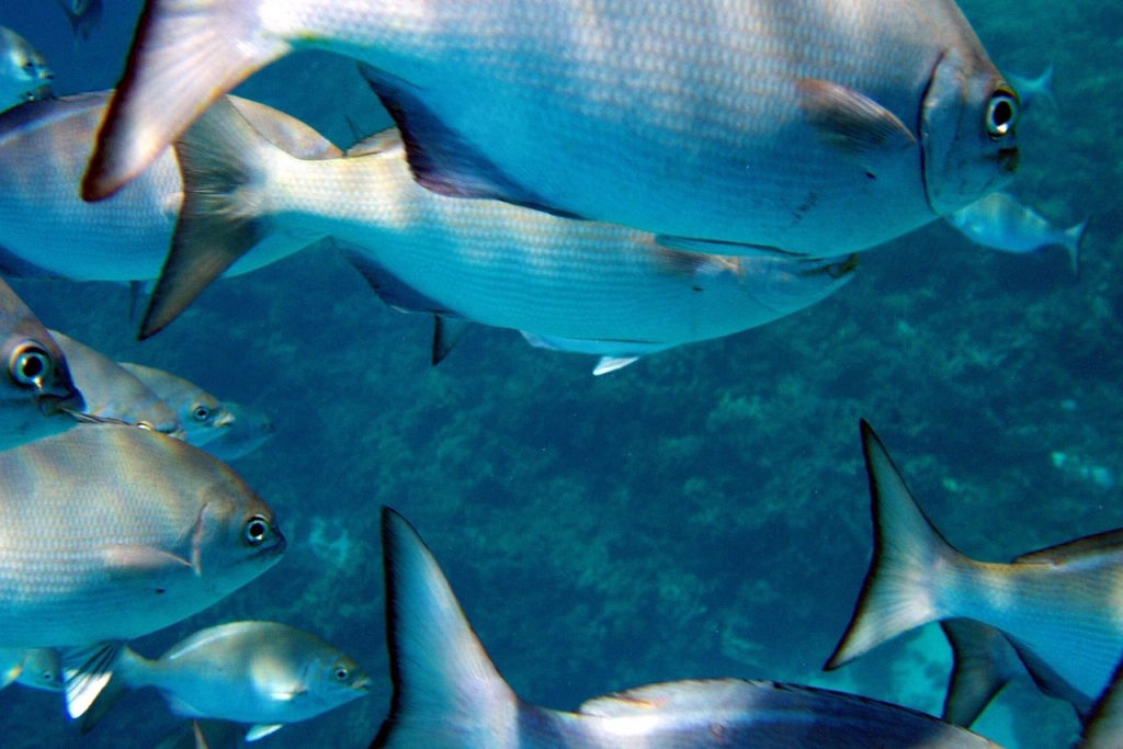 Obama expands Hawaii marine reserve in final push on climate