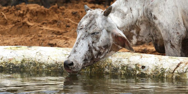 ACB begins inquiry after 500 cows die in Rajasthan shelter amid protests by workers