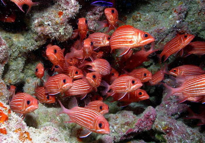 By U.S. Fish & Wildlife Service- Pacific Region's- Red fish- Papahānaumokuākea Marine National Monument Uploaded by PDTillman CC BY 2.0 https