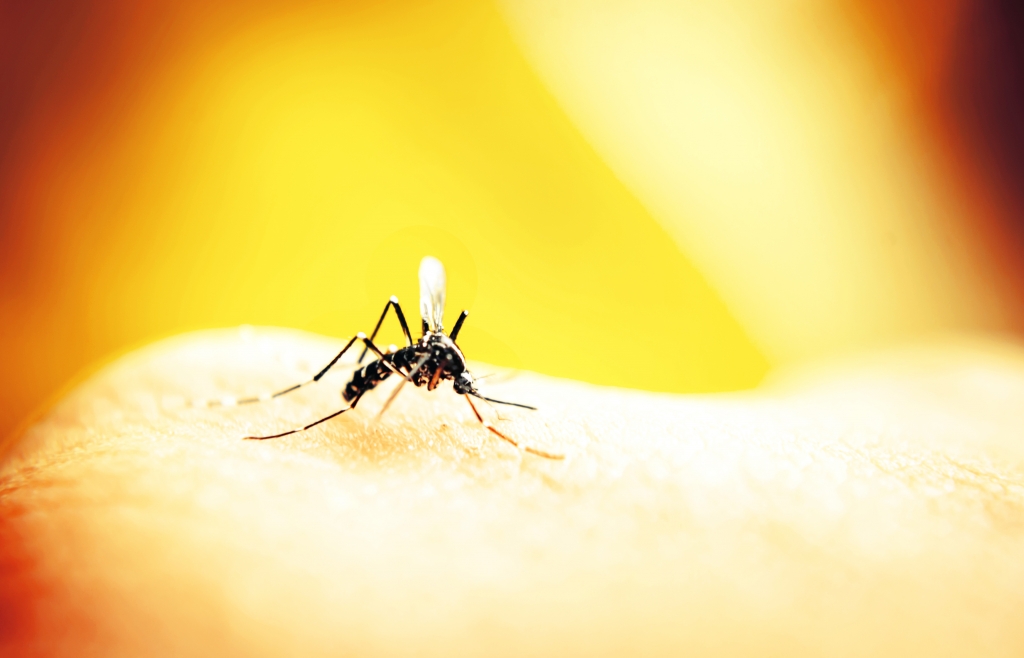 Zika virus mosquito