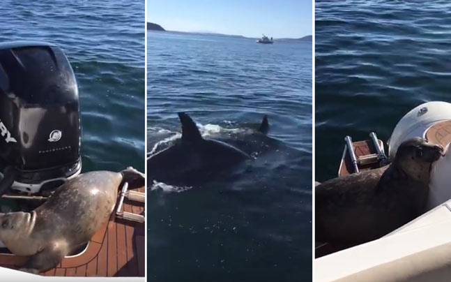 Seal jumps onto boat to escape killer whale