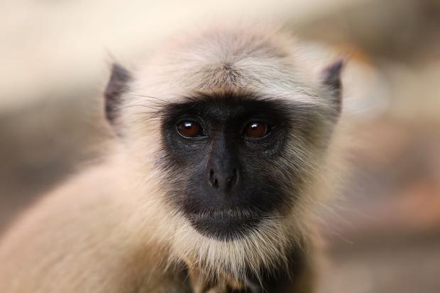 Monkey on board plane at McCarran Airport, may be loose