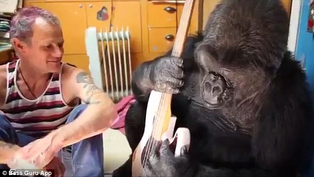 She gets it! Flea enthused watching the gorilla get the hang of playing the instrument