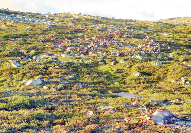 Some 323 dead wild reindeer struck by lightning are seen littering a hill side on Hardangervidda mountain plateau