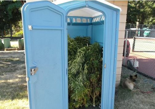 Marijuana found in porta-potty