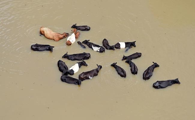 Cattle huddles together in the water caused by flooding after the heavy rains in Ascension Parish in St. Amant south of Baton Rouge La. Tuesday Aug. 16 2016