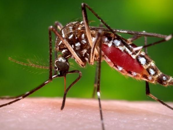 Centers for Disease Control and Prevention shows a female Aedes aegypti mosquito in the process of acquiring a blood meal from a human host