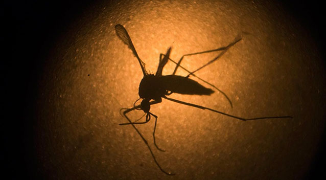 Texas has reported 97 cases of Zika including two infants with microcephaly. Source Supplied