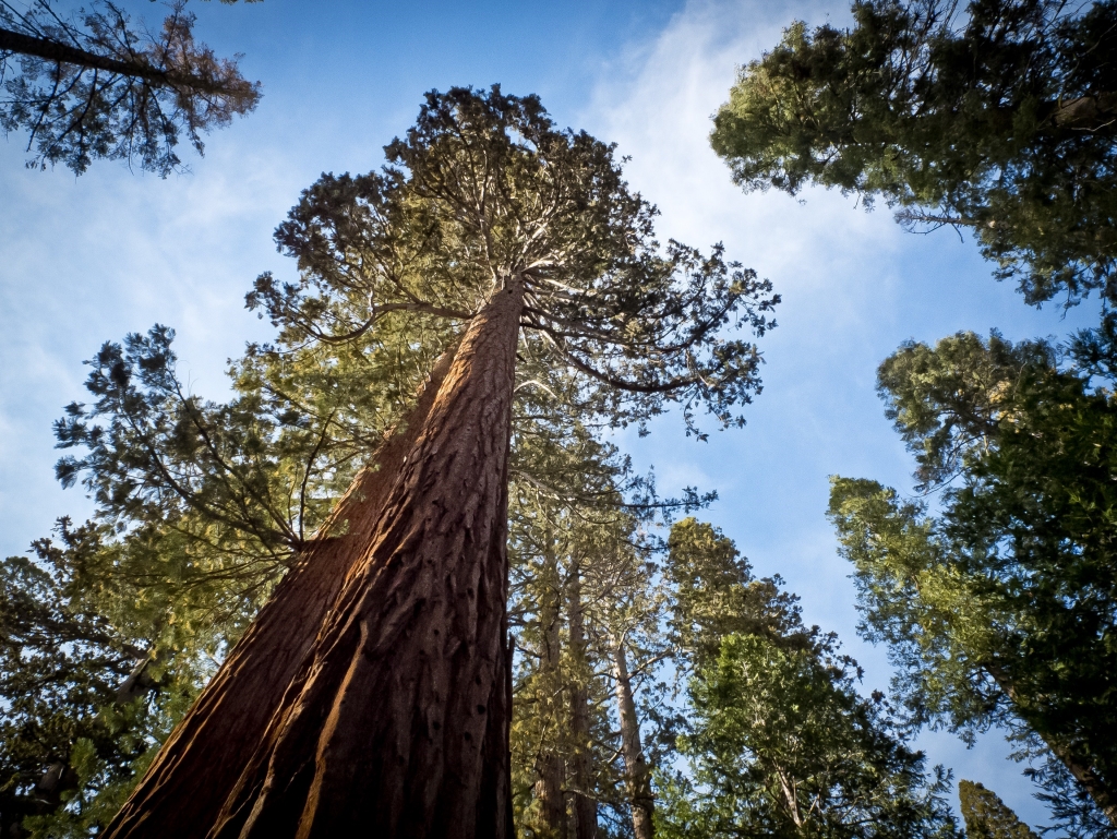 National Park Service creating 'living emblem' in DC